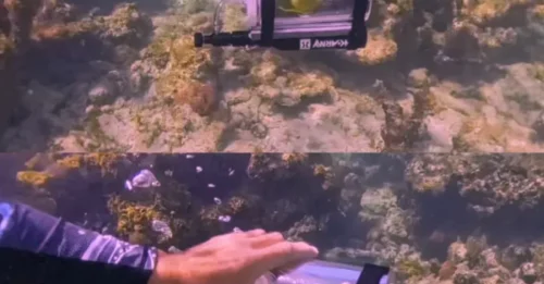 SQUAWKING ON WATER: Meet Bebe the ocean-exploring PARROT diving into the seas in his own submarine – as fans joke: ‘His pals won’t believe him!’