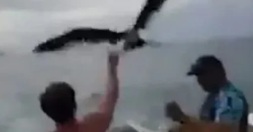 COSTLY CRUMBS! Influencer slapped with jaw-dropping SIX-FIGURE fine – for feeding birds during boat trip with pals
