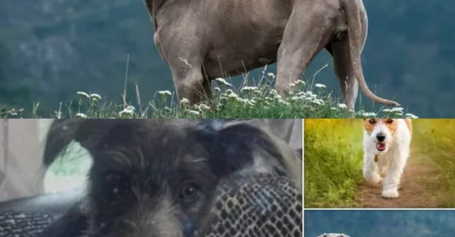 Revealed: The innocent–looking dog breeds that can turn DEADLY – after a teenager is killed by her 'soft' blue–merle lurcher