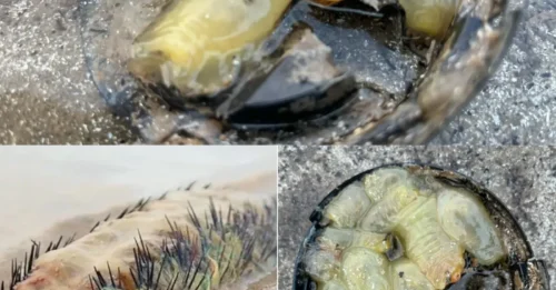 Old Fishermen Say They’ve Never Seen Anything Like This in 50 Years – And Now It’s Lying on a UK Beach Waiting for YOU to Solve It!