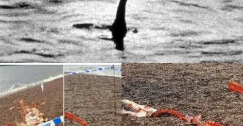 HAS NESSIE BEEN WASHED UP? Grisly ‘skeletal remains of the monster’ found on the Loch Ness shore but is all it seems?