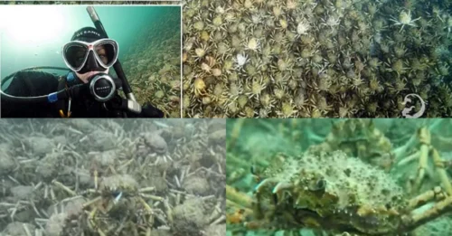 Clew Blimey Horror: Incredible footage showing thousands of migrating giant spider crabs will put you off paddling for life