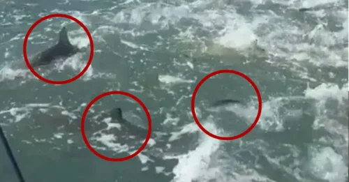 How Is He Still Alive? Terrifying Drone Footage Captures Moment Hundreds of Sharks Swarm a Surfer's Boat in a Rabid Feeding Frenzy!