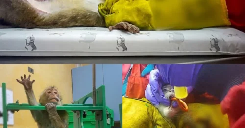 PICTURED: Helpless Monkeys Force-Fed Until They Scream in Agony – The Shocking, Bloody Secret of UK Labs That Should Make Every Diet Junkie Ashamed