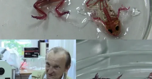 Spawn of Satan Exposed: Nightmarish 'Ghost Frogs' Have Invisible Skin – You Can Actually See Their Beating Hearts Like a Living X-Ray!