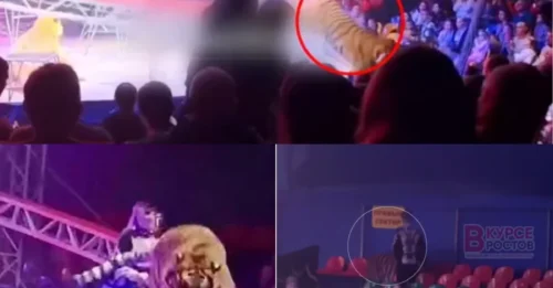 Terrifying Seconds: Escaped Circus Tiger Prowls Inches from Screaming Families After Routine Goes Horribly Wrong!