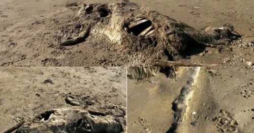 RUN, FIDO! Monstrous 'Ghost Hoof' Beast Washed Up After Storm Dave – And Vets Are BEGGING You Not to Sniff It!