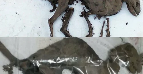 This Dinosaur-Like Carcass Should Be Just Bones. Instead, We Found WET TISSUE – And No One Has an Answer