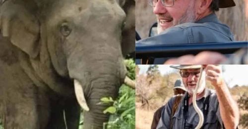 6,000 Pounds of Fury: Safari Boss Crushed to Death by His Own 'Gentle Giant' as Tourists Scream in Horror – 'It Was Dreadful!'