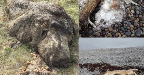 EXCAVATION ALERT: Rotting ‘Polar Bear’ Skeletons Wash Up on Scottish Beach – Archaeologists in Race to Uncover Truth Before Tide Erases Evidence