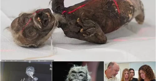 Shocking Artifact Exhumed in Japan: The 'Fiji Mermaid' Rewrites the Rules of Biological Archaeology