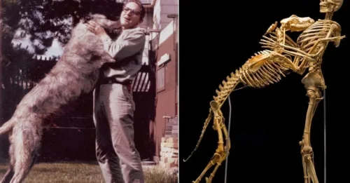 Breaking: Anthropologist Grover Krantz Donates His Own Body to the Smithsonian – Pioneering the Educational Use of Human Skeletons from the Inside Out