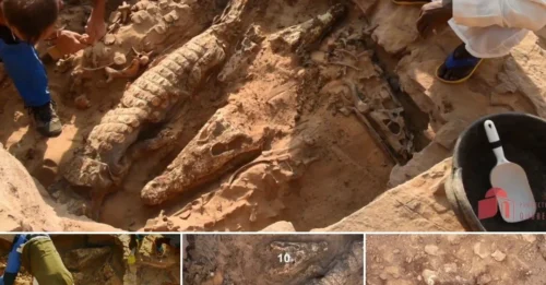 Shocking Excavation: Perfectly Preserved 2,000-Year-Old Mummified Crocodiles Unearthed Inside a Hidden Egyptian Tomb