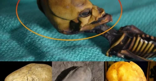 Chronological Heresy: The 'Out-of-Place Skull' Dated Millions of Years Before Homo Sapiens – No Excavation Grid Can Contain This Truth!
