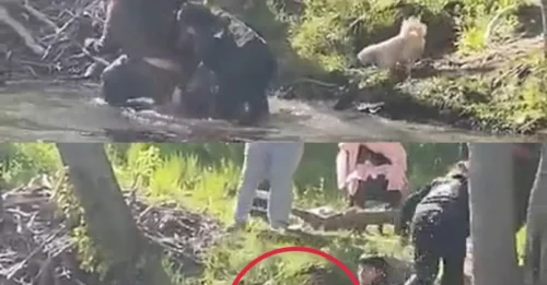 TERRIFYING SECOND-BY-SECOND: 8-Year-Old Fights FOR HIS LIFE Against RABID BEAVER – Dad and Friends Go FULL WWE on the Rodent As TINY DOG Watches