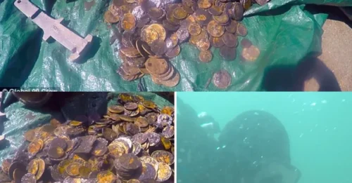 ARCHAEOLOGICAL SHOCK in New Zealand: Divers RISKED THEIR OWN MONEY to Save a Harbour – Instead, They Found a GLITTERING (But Tarnished) TREASURE of 868 COINS