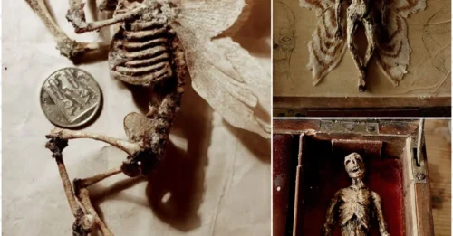 19th Century Aristocrat’s Dark Secret: Rotting Fairies with Nailed Wings, Alien Fetuses, and ‘Jack the Ripper’ Organs Discovered in a Forgotten Mansion.