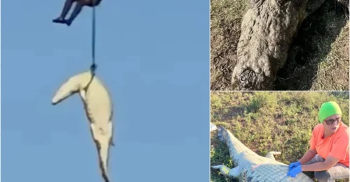For 4 Days, a Drone Watched a Croc That Wouldn’t Move. On Day 5, They Shot It, Cut It Open, and Discovered a Nightmare No One Expected