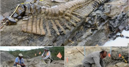 In the Mexican desert, a group of archeologists discovered a 72-million-year-old dinosaur tail fossil -