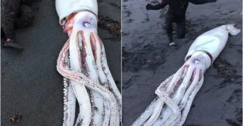Forget Calamari – This 13-Foot Beast Was Found Fully Intact, and Divers Are Freaking Out