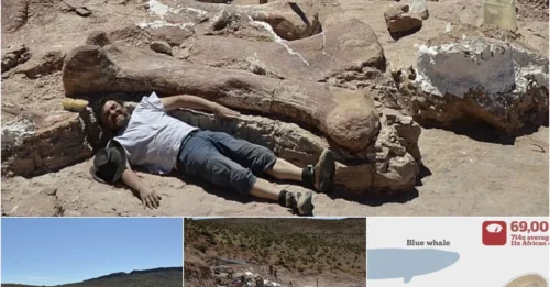 One Bone Sticking Out. 28 Months of Digging. 631 Fossil Fragments. What They Found in Patagonia Is a CRETACEOUS MASS GRAVE.