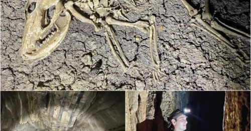 Dinosaur or Just a 50-Pound Opossum? The 'Opoussoriosaurus Rex' Debate Explodes After Intact Skeleton Found 800 Feet Below Surface