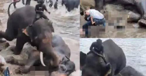 TERRIFYING FINAL MOMENTS! Tourist & Mum-Of-One TRAPPED and TRAMPLED During SAVAGE Elephant Clash