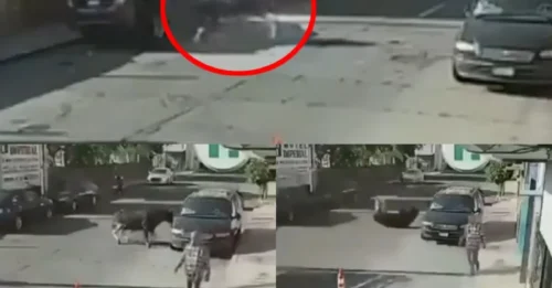 Bull on the Loose, Tiger Shot Dead – Same Week, Two Different Worlds: Watch the Exact Moment This Raging Beast Crashed Into a Parked Car (Then Got Away With It)