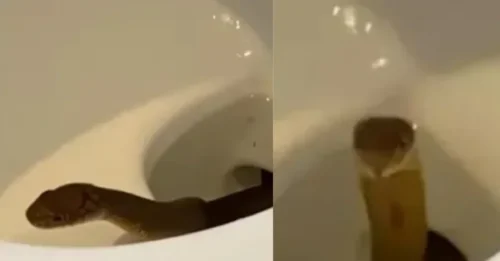 HORROR IN THE HOTEL BATHROOM! Shocked Guest STUNNED as 4FT Venomous Snake EMERGES From Toilet Bowl