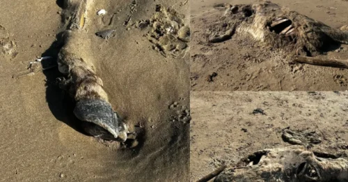 STORM DAVE HORROR: Bizarre HOOVED Creature Found Washed Up on Beach as Authorities Urge Public to KEEP THEIR DISTANCE