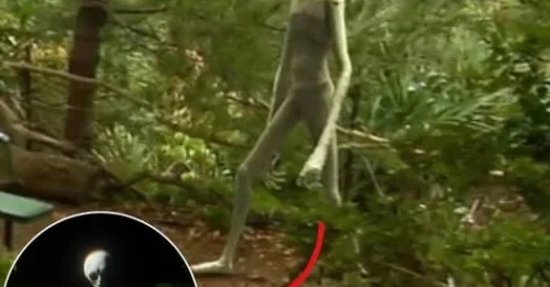 ALIEN DISCLOSURE SHOCK: 3-Meter Tall Gray Entity Emerges from Deep Forest – Hikers’ Encounter That Terrified Scientists