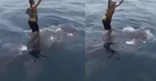 SEA JERK! Terrifying moment idiot thrillseeker surfs and dances on top of SHARK – as viewers slam moronic and cruel stunt hm