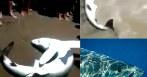 WHAT WERE THEY THINKING? Disturbing Moment Tourists Swarm Beached Baby Shark for Selfies While the Animal Thrashes in Distress