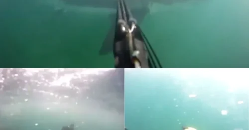 HUNTED ON FILM: Diver Fights for His Life Against a 12-Foot Great White After Savage Shark Attack Is Caught on GoPro HM