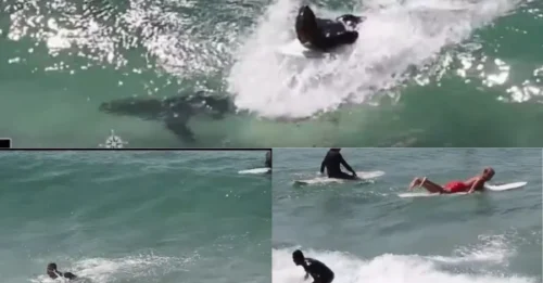 CLOSE RUN FIN: Surfer Rides Wave Over Hidden Shark as Terrifying Footage Reveals Just How Close Disaster Came