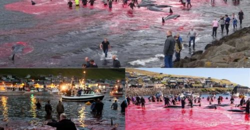 SEA OF BLOOD: Terrified Whales Herded to Shore as Faroe Islanders Carry Out Controversial Annual Hunt That Leaves Coastline Red