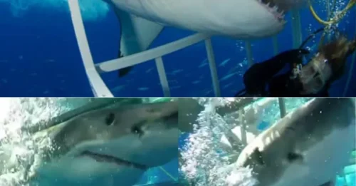 BREAKING UNDERWATER HORROR: Terrifying Moment 15ft Great White Cuts Off Divers’ Air Supply, Smashes Into Shark Cage and Sparks Fight for Survival