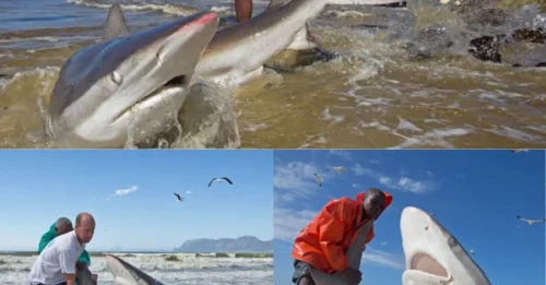 DEATH-DEFYING SHARK RESCUE: Stranded 500lb Bronze Whaler Suddenly Lunges at Fishermen Seconds Before Being Dragged Back Into the Ocean