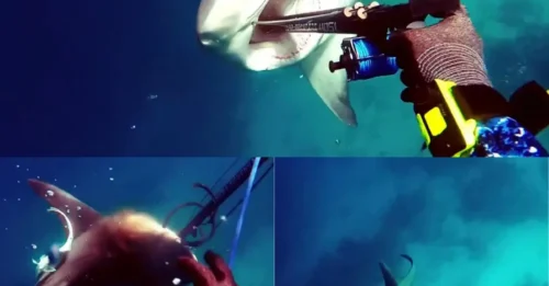 CAUGHT ON CAMERA: Bull Shark ROCKETS Up From 160 Feet Below and ATTACKS Diver Near Great Barrier Reef — Split-Second Move Saves His Life