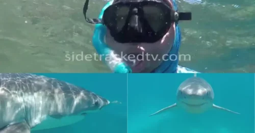 ONE-IN-A-MILLION ENCOUNTER: Snorkeler Stares Down a Giant ‘Tame’ Great White Shark During Astonishing Underwater Moment