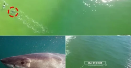 JAWS OF DEATH: Massive Great White Charges Toward Oblivious Surfer Dangling His Feet in the Water — Drone Captures the Heart-Stopping Moment He Never Saw Coming