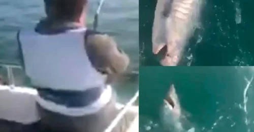 YOU’RE GONNA NEED A BIGGER LINE! Terrifying 23-Stone Great White Relative Explodes From the Deep in Jaw-Dropping Devon Shark Incident