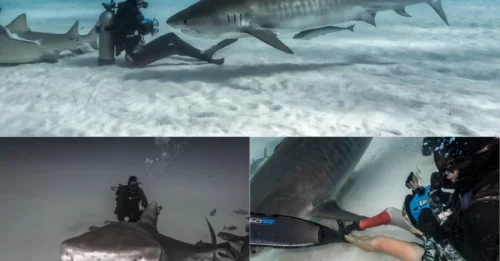 SHOCKING UNDERWATER DRAMA: Man Who Lost His Leg in a Tiger Shark Attack Returns to Swim With 13-Foot Predators — Incredible Photos Capture the Moment They Come FACE-TO-FACE