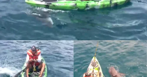 YOU REALLY NEED A BIGGER BOAT! Terrifying Footage Reveals the Moment a 7-Foot Killer Bull Shark Launches a Fisherman From His Kayak Into Open Water