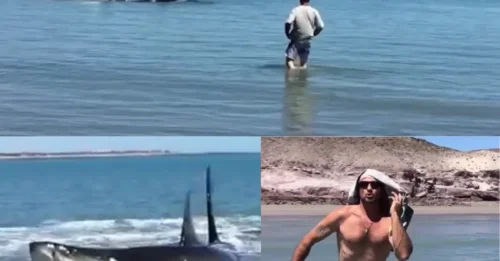Caught on Camera: They Risked Everything to Paddle Beside a Stranded Great White Shark — But the Creature That Attacked Next Was the Last Thing Anyone Expected