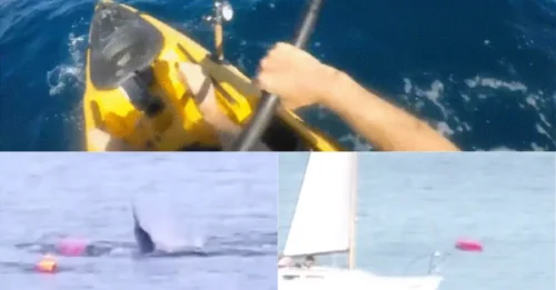 JAW LUCKY! Great White Flips Kayak, Grabs Boat in Its Jaws and Stalks Exhausted Paddler Before Last-Second Rescue