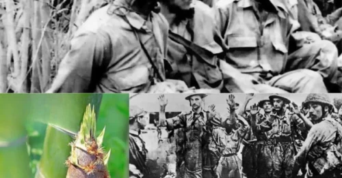 PIERCED ALIVE by GROWING BAMBOO: The TERRIFYING WWII Execution Method That Made Japan’s Name Synonymous with FEAR and TORTURE HM