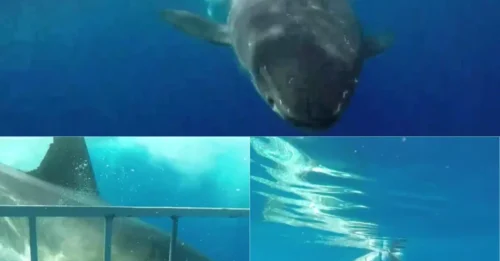 TERROR Beneath the Waves: Great White Shark CRASHES Into Diving Cage, BREAKS Metal Bars and Leaves Divers Facing Seconds of Pure Terror