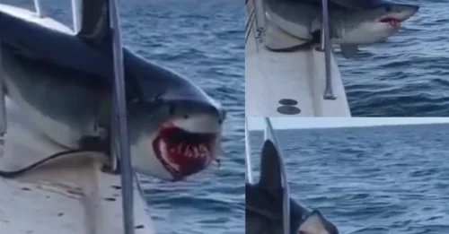 SNAP TO IT! Bloodied Giant Shark Gets Trapped on Fishing Boat After Freak Jump — Terrified Crew’s Dramatic Rescue Goes Viral