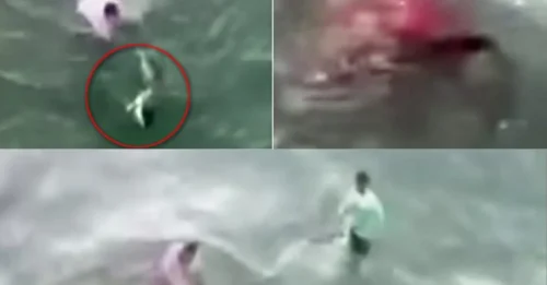 Blood Pours Into the Ocean After Thrill-Seeking Fisherman Grabs a 4-Ft Shark by the Tail — Then the Predator Strikes Back in Seconds HM